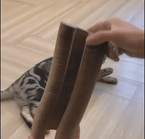 FlexiPaw™ | Din katts drömplats för lek, klös och vila! 🐾