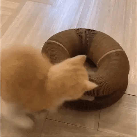 FlexiPaw™ | Din katts drömplats för lek, klös och vila! 🐾