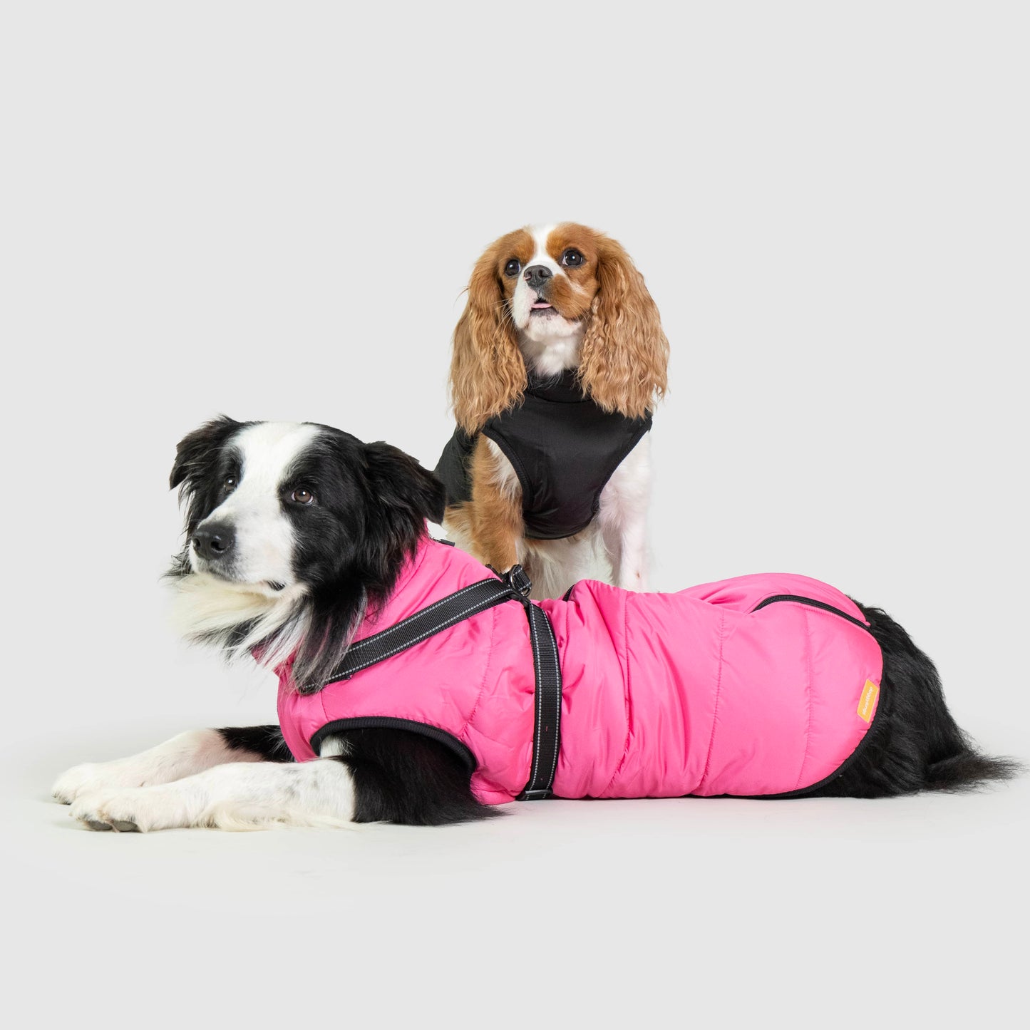 PawTrek™ Winter Coat | Värme och skydd för varje promenad